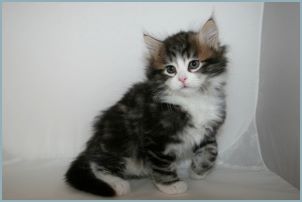 Male Siberian Kitten from Deedlebug Siberians